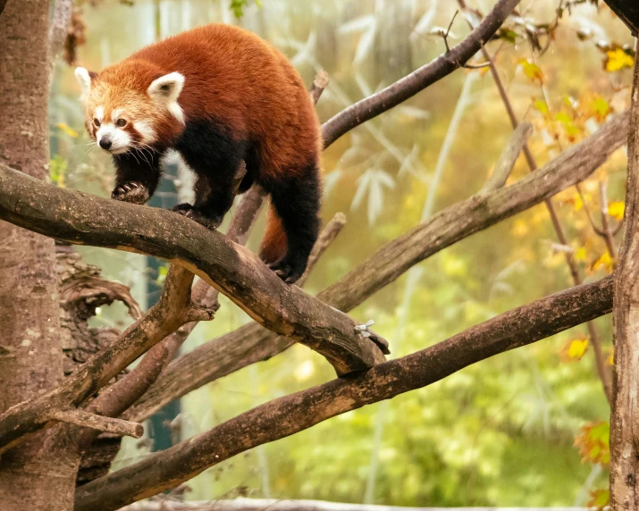 the red panda is standing on the tree limb