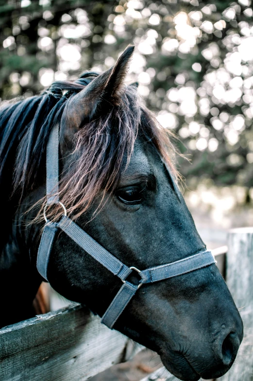 a dark colored horse head in front of a wooden fence