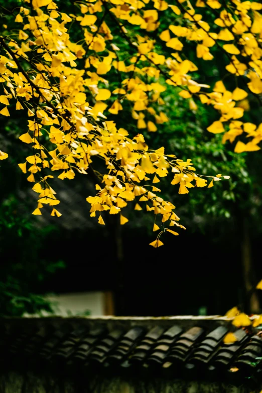 a park bench beneath yellow leaves in the wind