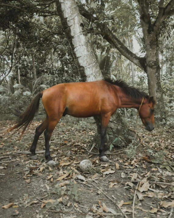 a horse is in the woods standing in the leaves