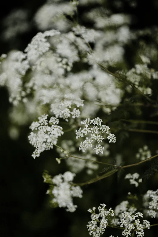 a bunch of white flowers in the sunlight