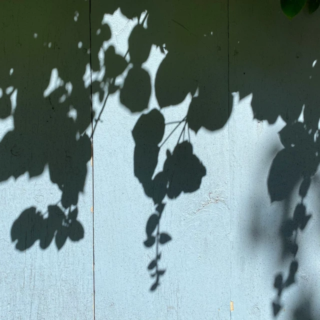 a plant shadow is shown on the wall