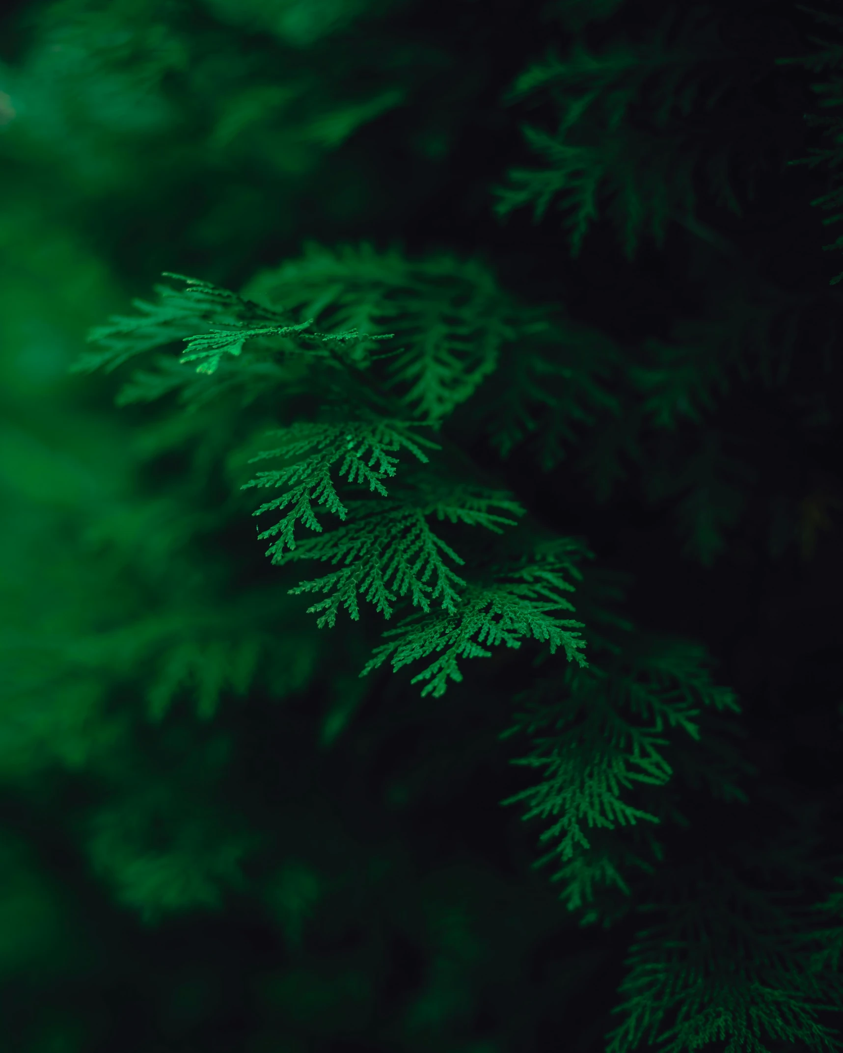 the leaves of an evergreen tree illuminated by the night