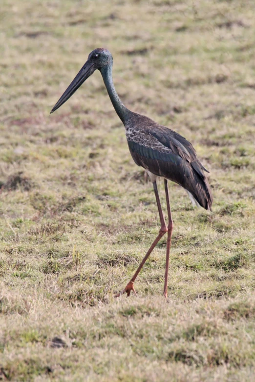 a large bird standing on top of a lush green field