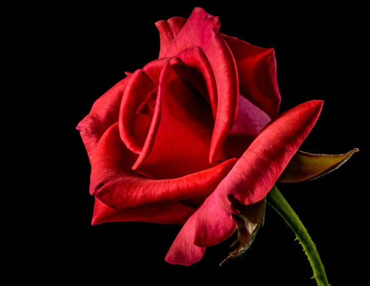 the red rose is blooming in an image