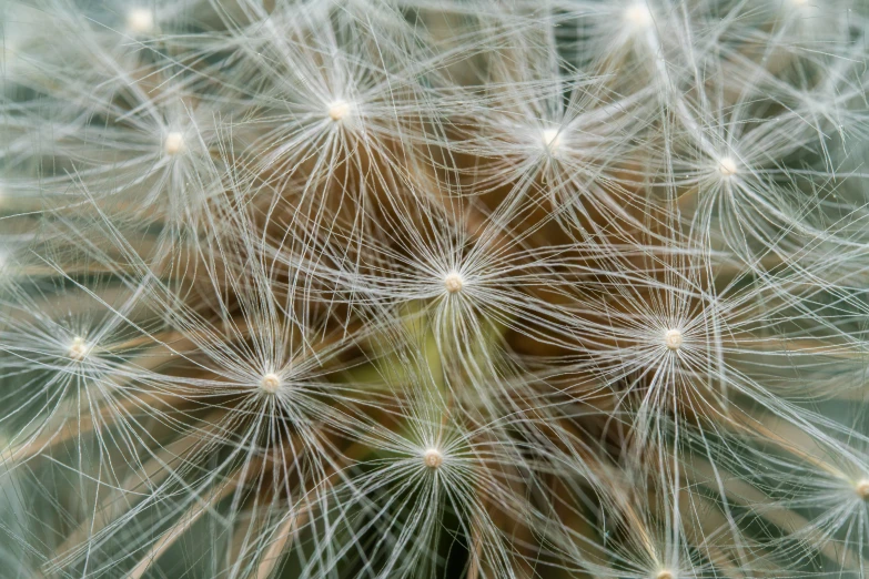 close up view of a dandelion that has not yet wilted