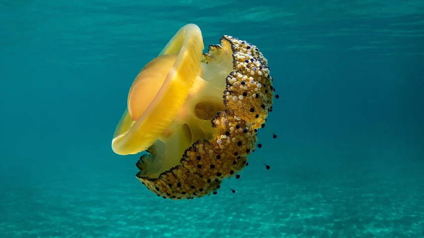 an image of a jellyfish underwater in the ocean