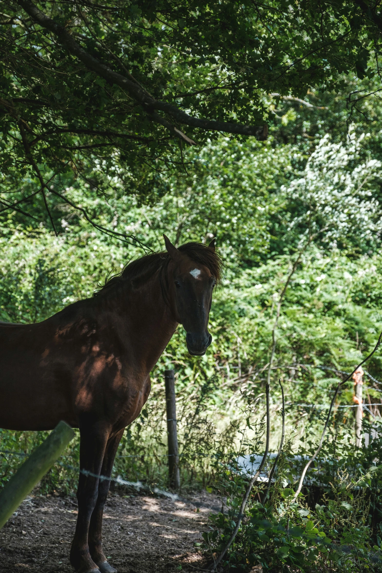 the horse is standing near the forest on the trail