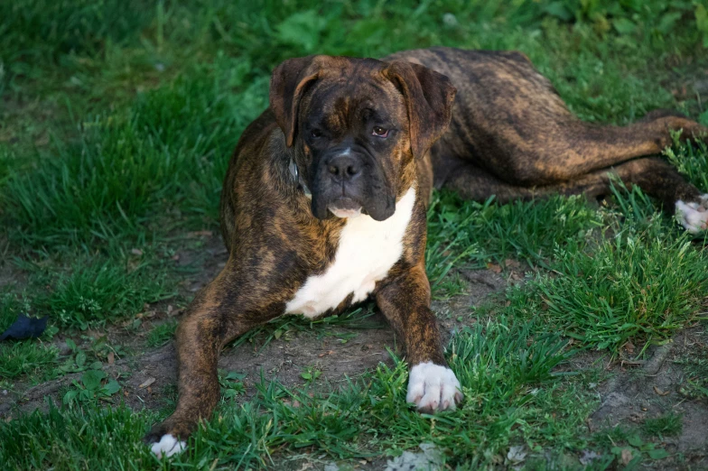 a big brown and white dog laying in the grass