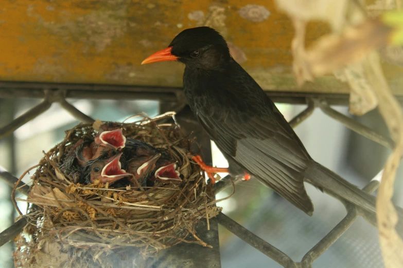 a little black bird sitting on a cage