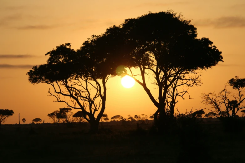 the sun is setting behind two trees in the desert