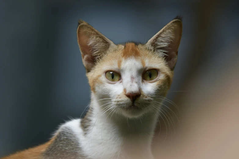 an orange and white cat staring at the camera