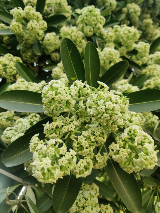 a tree with green leaves and large white flowers