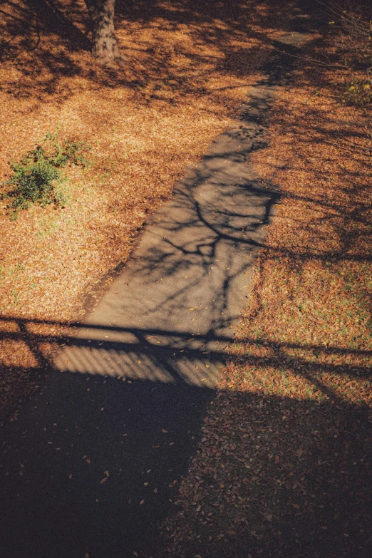 a path through the field leading to a tree