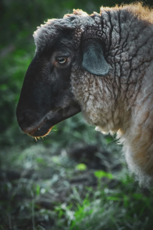close up of a sheep with black face and blonde hair