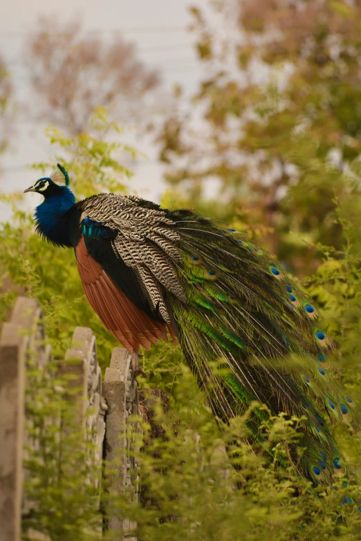 a peacock with its tail open sitting on a post in the grass