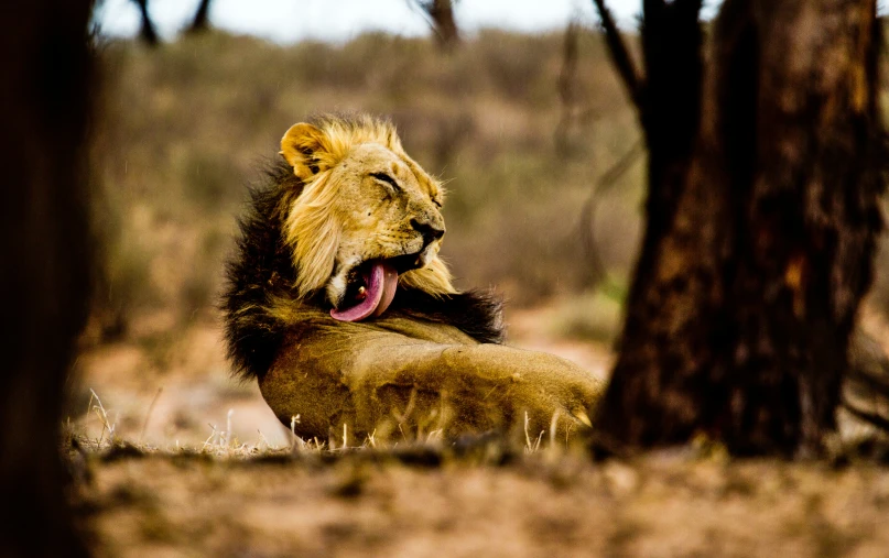 a lion yawns while looking at the ground in front of a tree