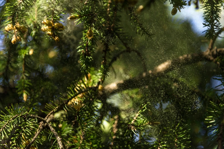 the sun is shining through some pine tree leaves