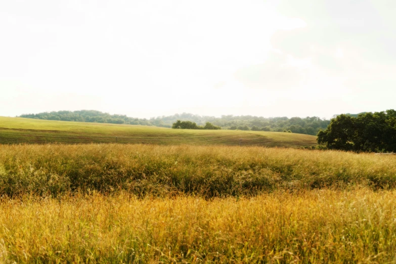 a field with tall brown grass and some trees
