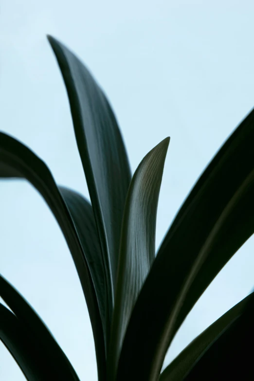 a plant with a leaf sticking out of it