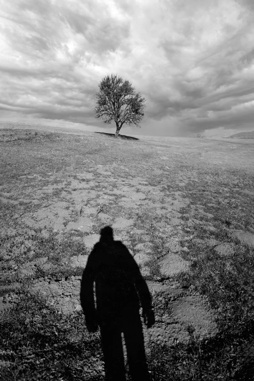 the person standing in the field with a lonely tree