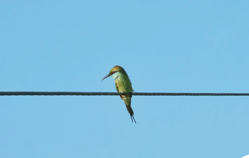 a bird perched on top of a wire in the sky