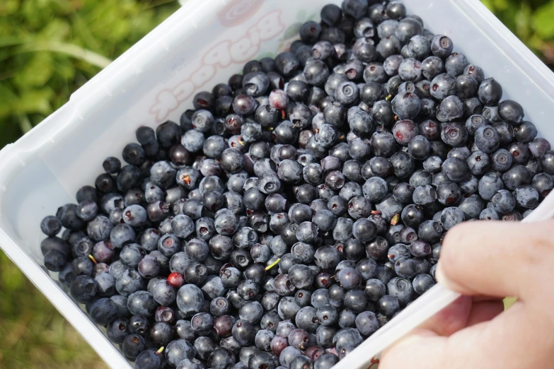 a person holds a container full of blueberries