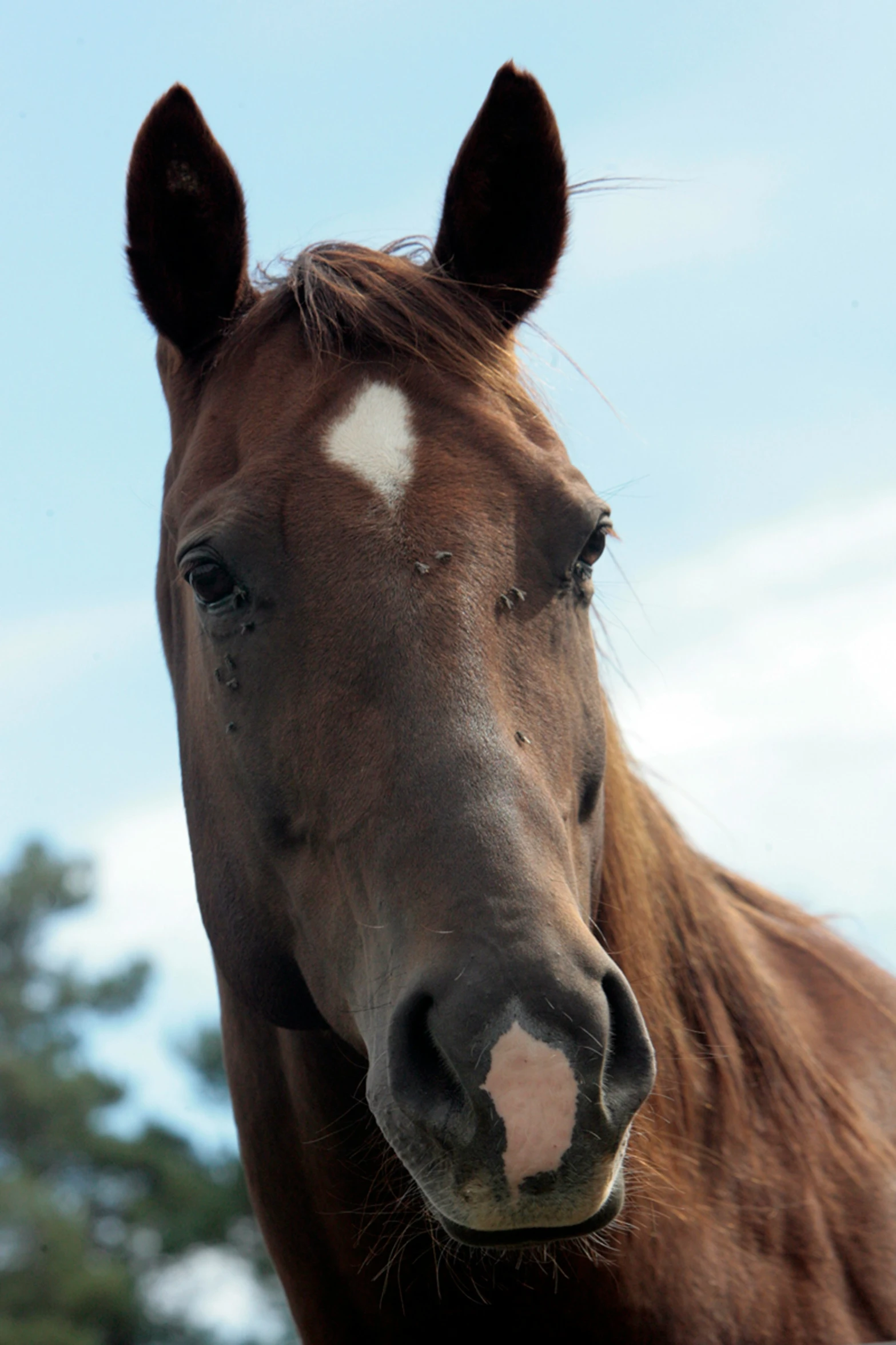 a close up of a horse with trees in the background