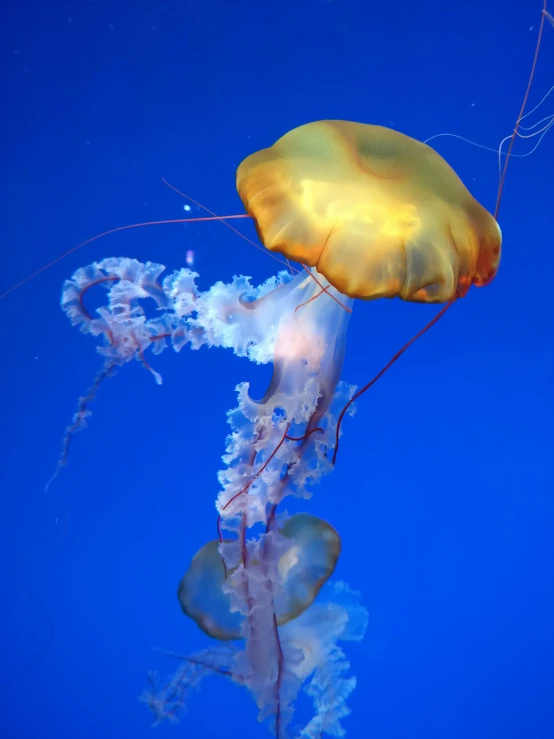 a yellow jellyfish swimming through the water