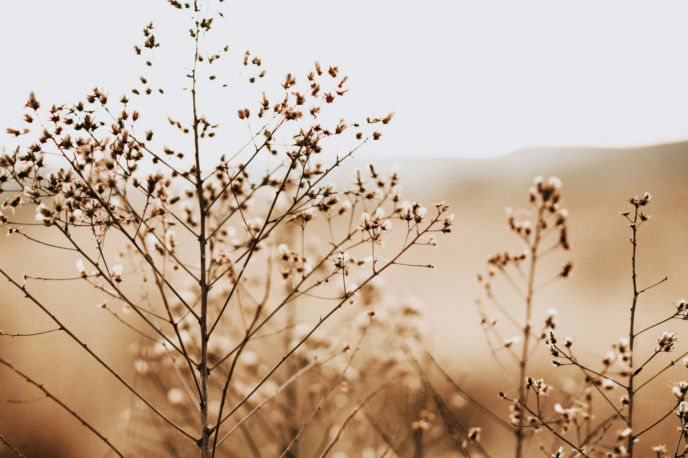 the brown plant is full of tiny flowers