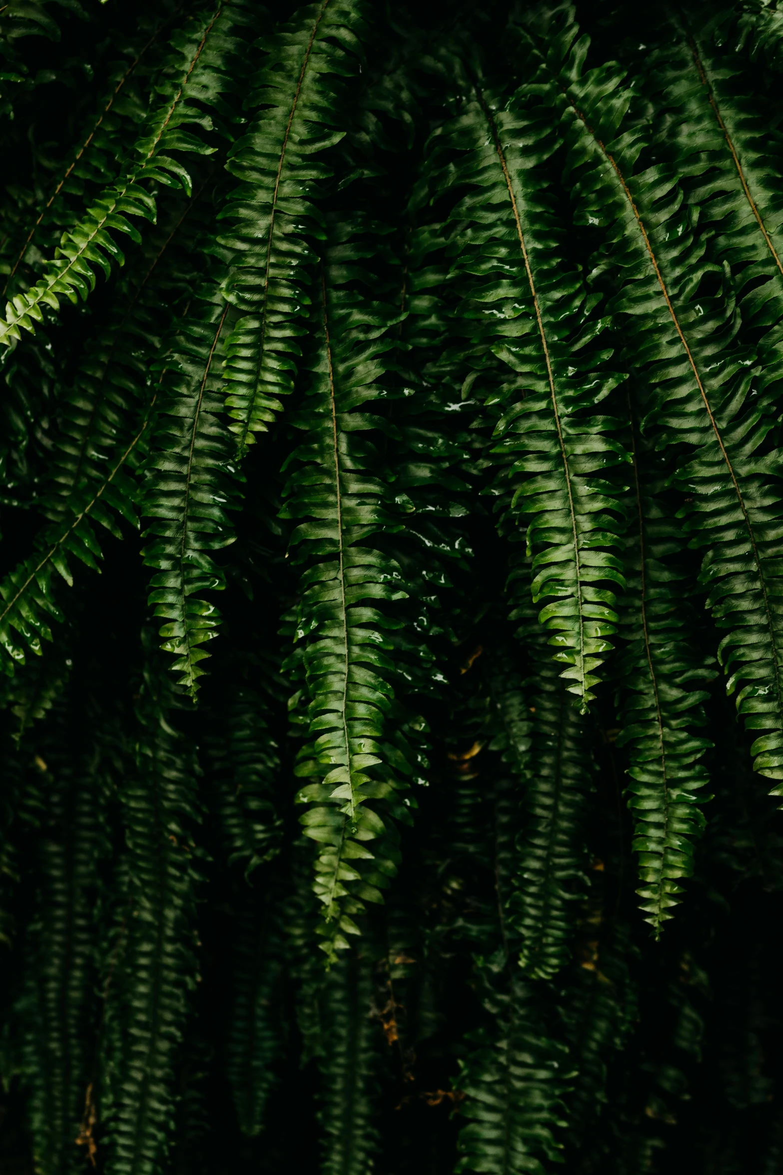 a green fern tree leaves background