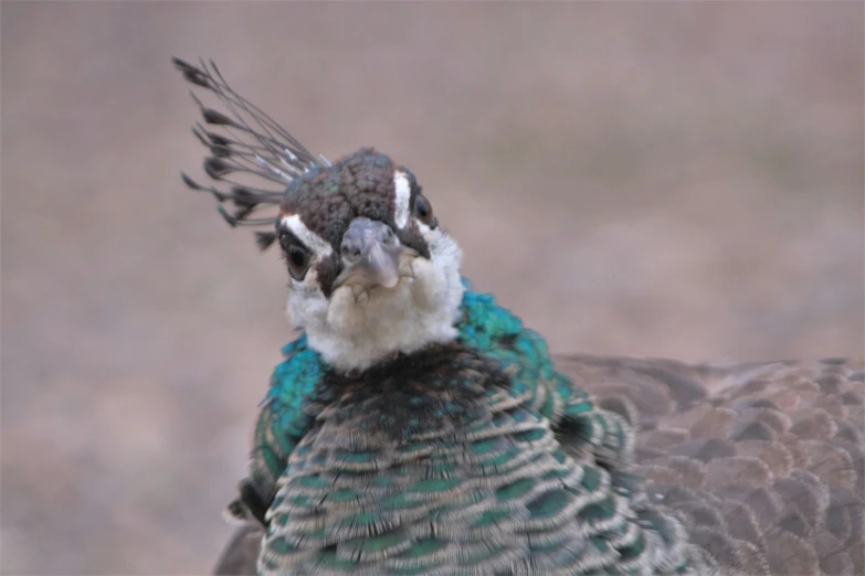 the large bird has two wings and a blue head