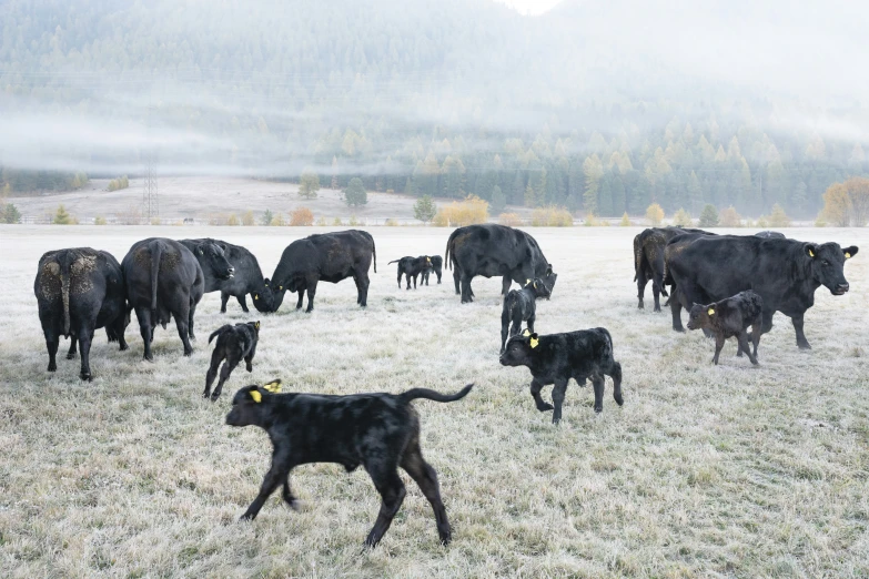 a herd of cattle grazing on a field in the mist