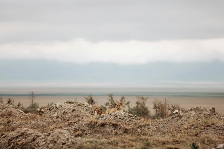 two giraffe standing next to each other on top of a dirt covered field