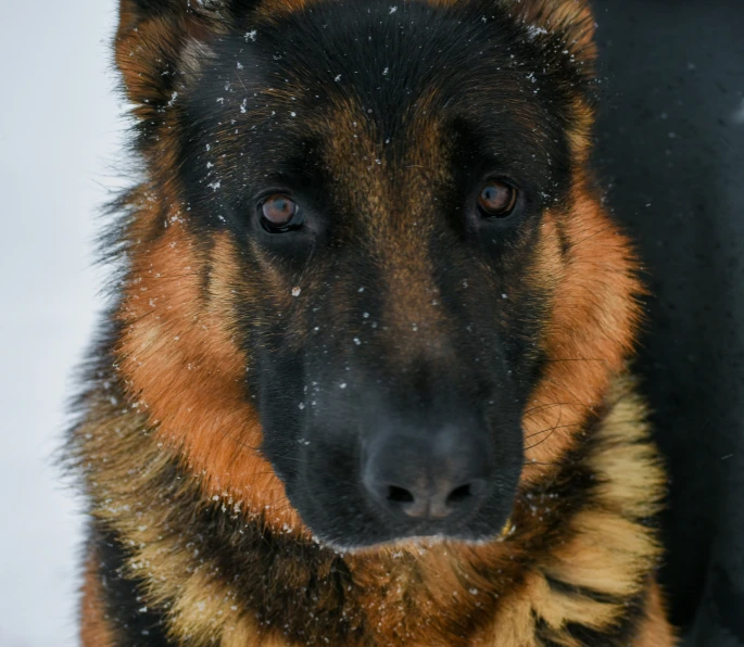 a dog stares at the camera while covered in snow