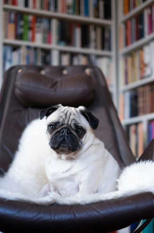 a pug dog sitting in a chair in front of a bookcase