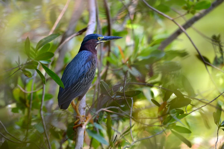 a bird perched on top of a tree nch