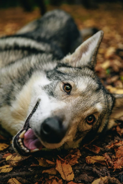 a husky dog laying on leaves looking at the camera