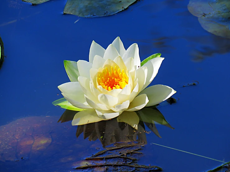 a white and yellow lotus floating in a pond
