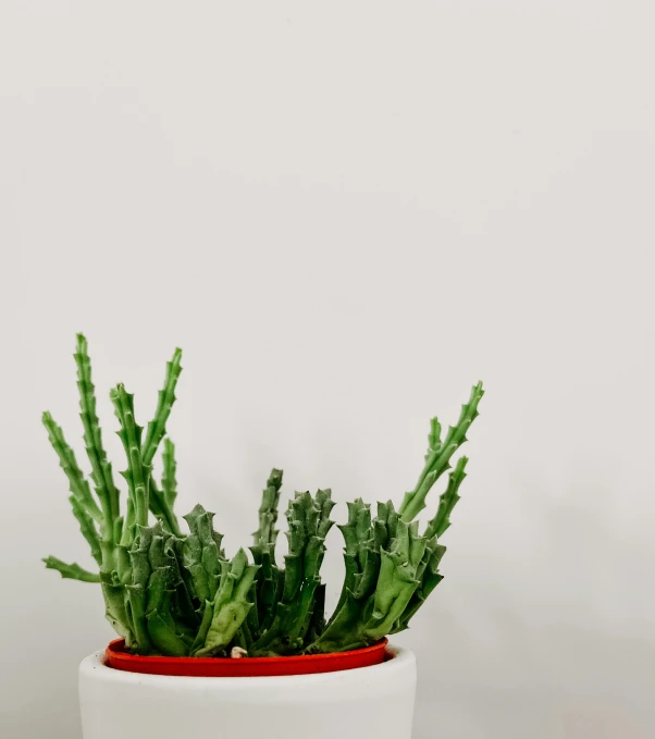 a plant that is on top of a table