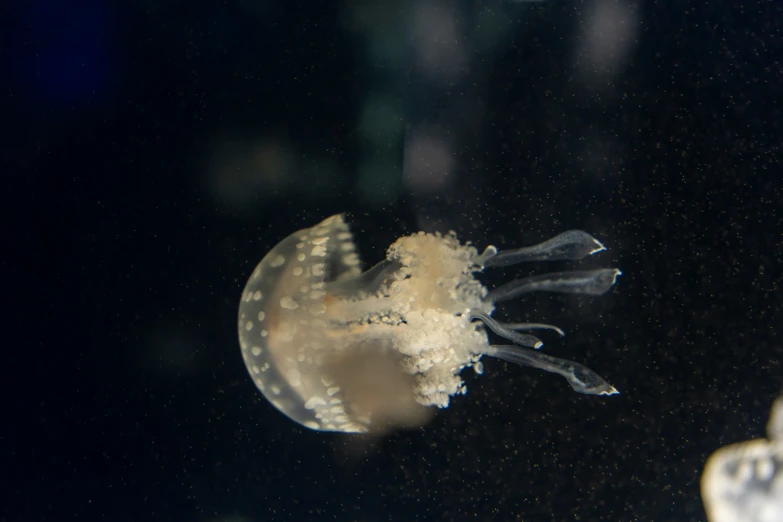 a jelly fish swimming in an aquarium tank