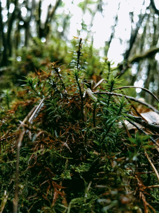 a view of green moss growing out of the ground