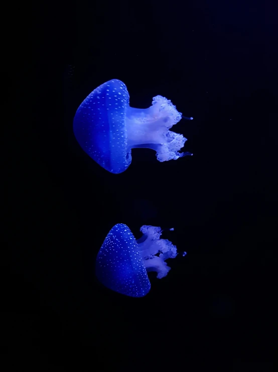 two jellyfish floating down a dark room filled with water