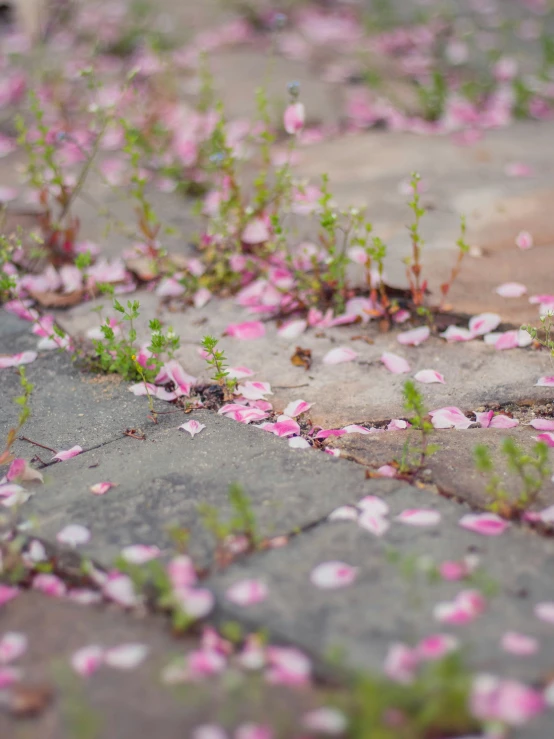 small pink flowers are on the ground next to the street