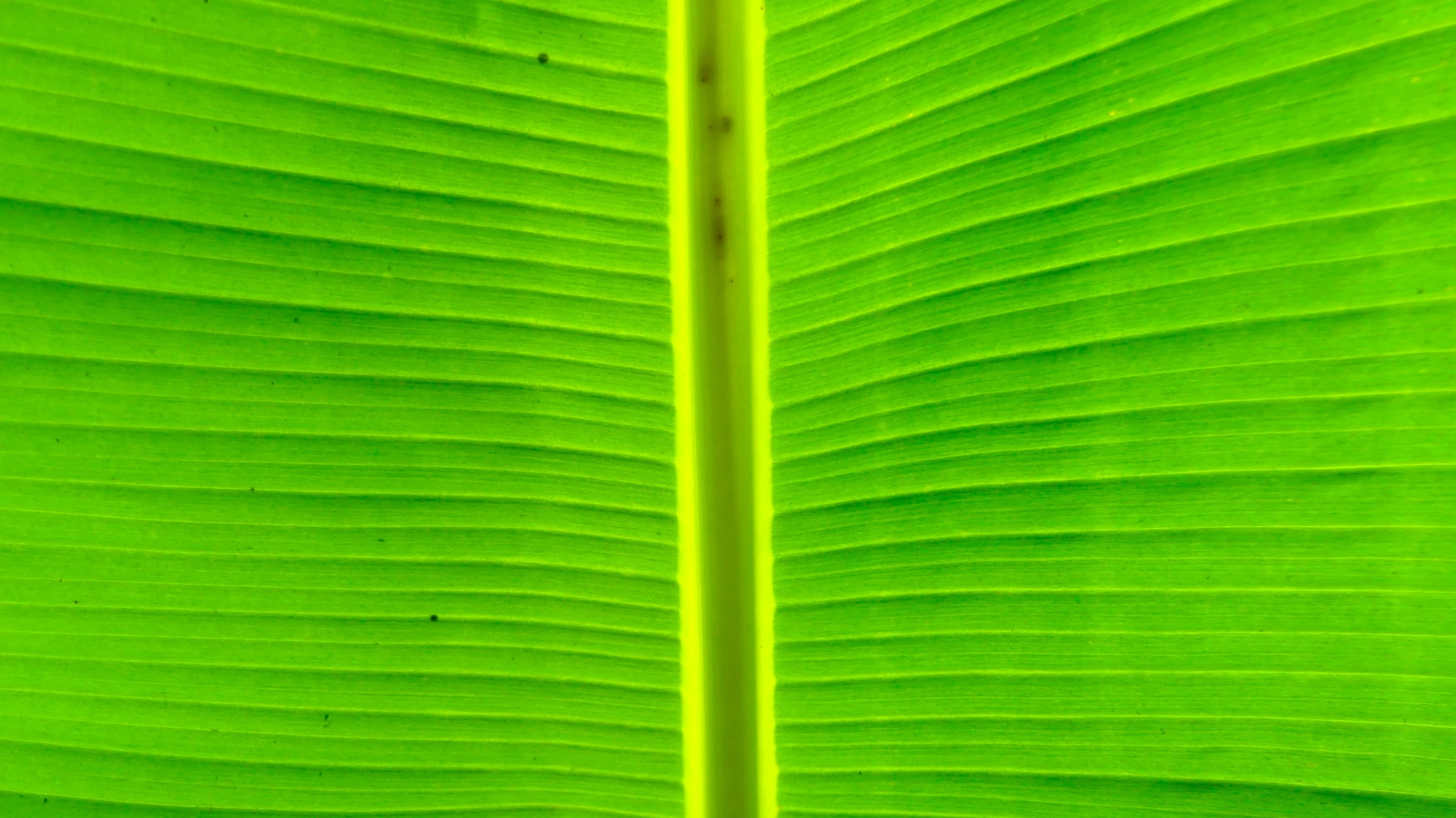 an extreme close up view of the edges of a green plant