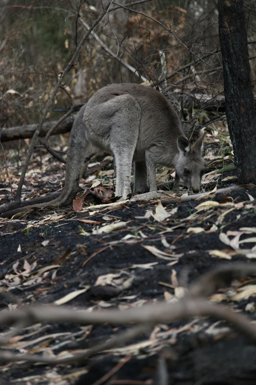 the kangaroo is standing on some burned leaves