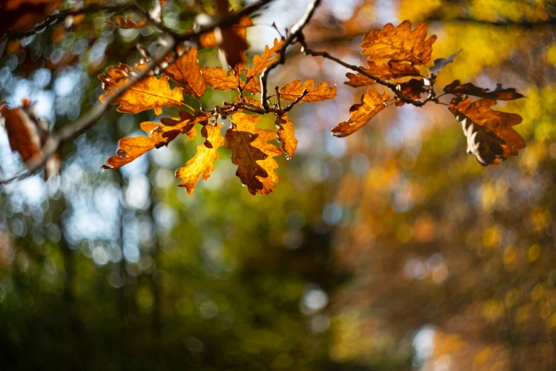 some orange leaves and some brown green and yellow trees