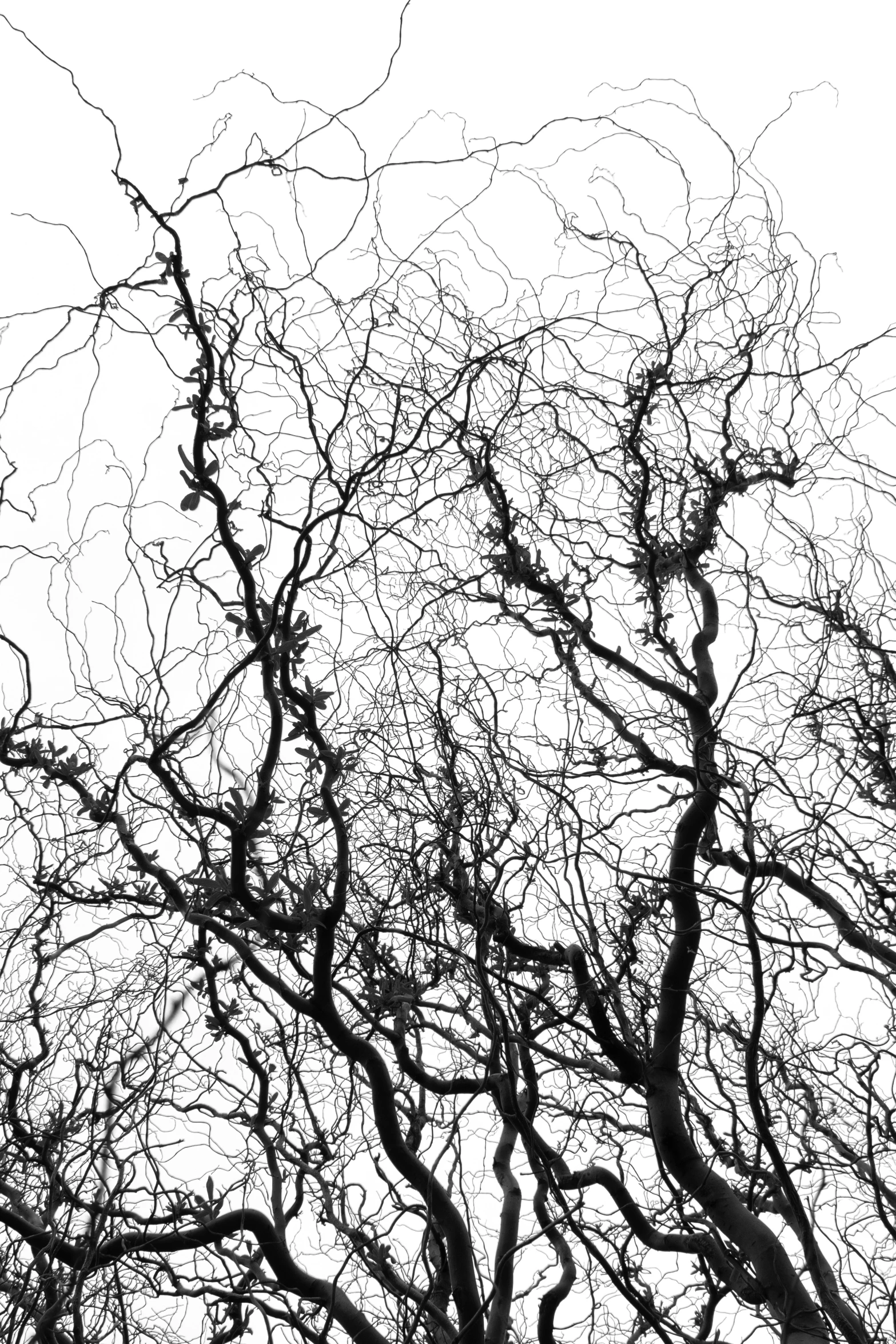 tree silhouette, in black and white po