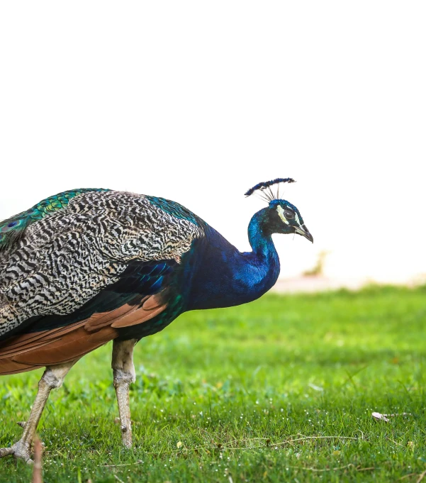 the peacock is standing in a field with green grass