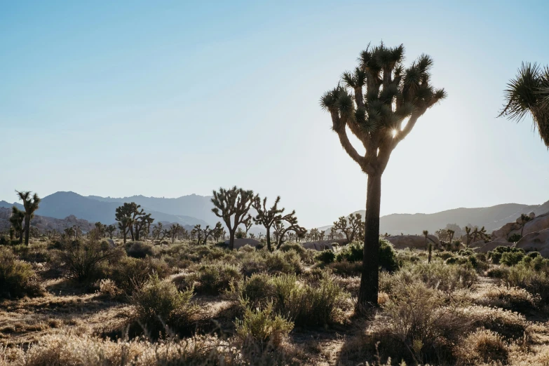 the sun is setting behind the trees of the desert